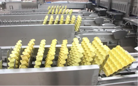 
Egg processing equipment for sale 