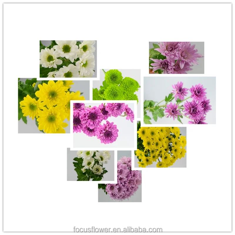 
Hot Sell Small Sprayed Chrysanthemum Fresh Cut Flowers Wholesale from CN;YUN 100% T/T Grade a 10 Stems/bunch 2 Working Days 