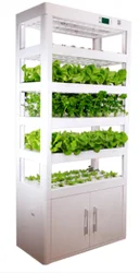 Indoor spinach growing/seedling hydroponic system with vertical grow box