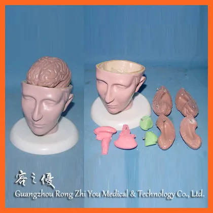 R050115 человеческий череп 3D медицинская модель с мозгом 8