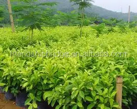 
evergreen foliage outdoor landscaping decorative ornamental plants Ficus microcarpa cv Golden Leaves 