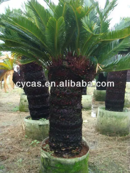 
multiheads cycas,Cycas revoluta 