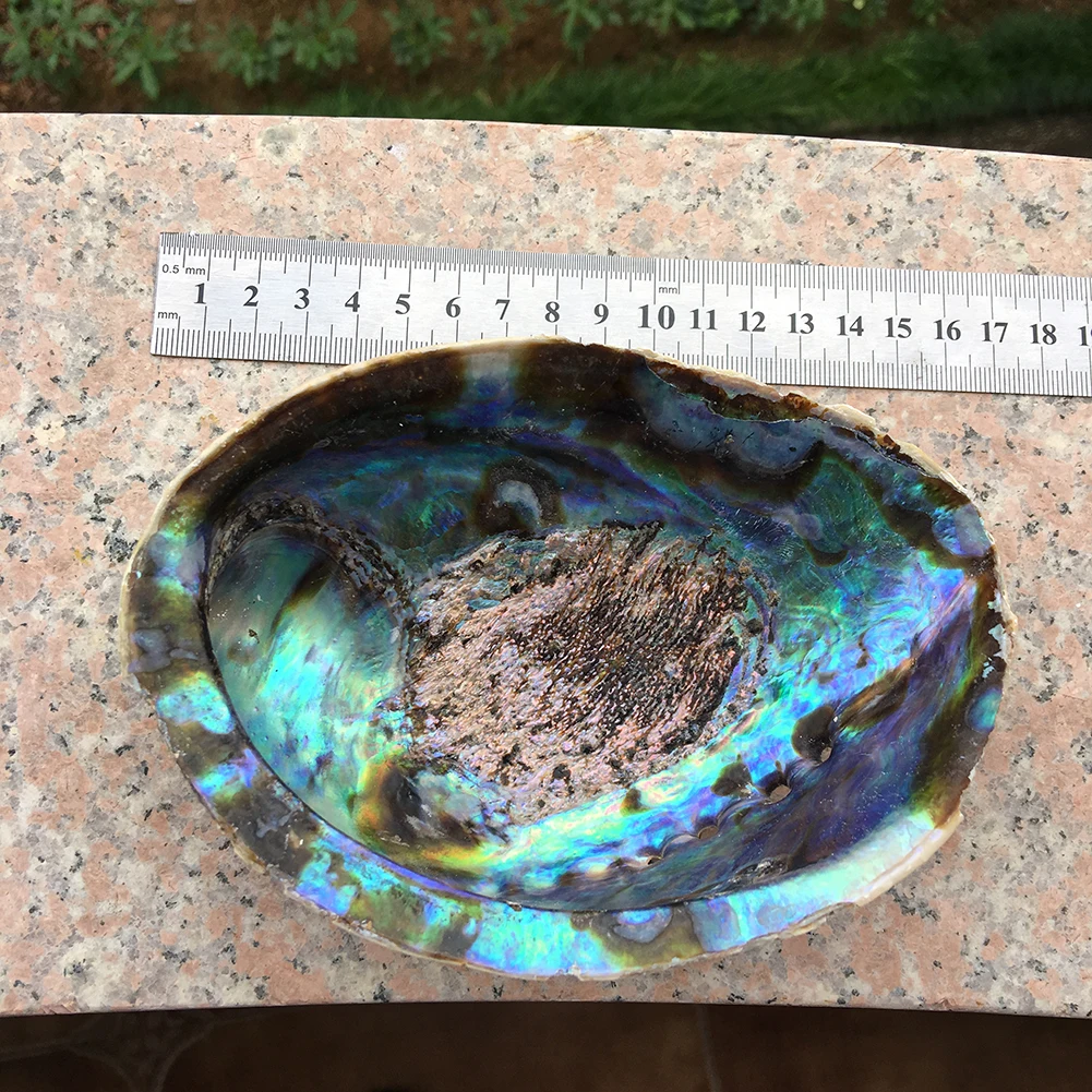 Natural high quality selling colored large abalone polished shells for DIY decoration