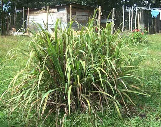 100% экстракция масла лемонграсса Паровая дистилляция