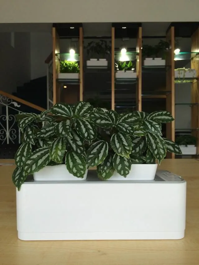 ornamental plants with name artificial plant wall