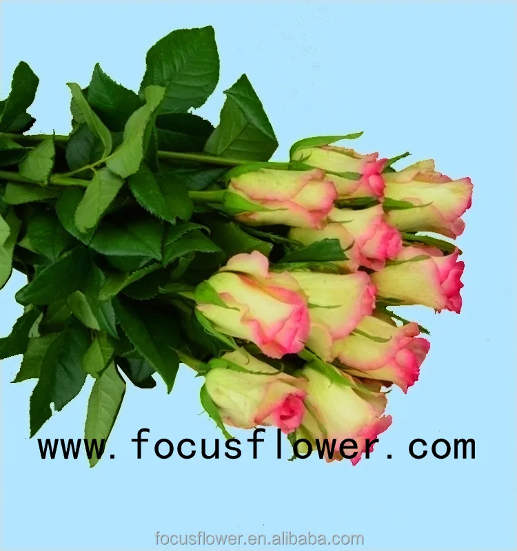 Wholesale fresh cut flowers Columbia rose new arrival hopeshow rose with 20 stems/bundle