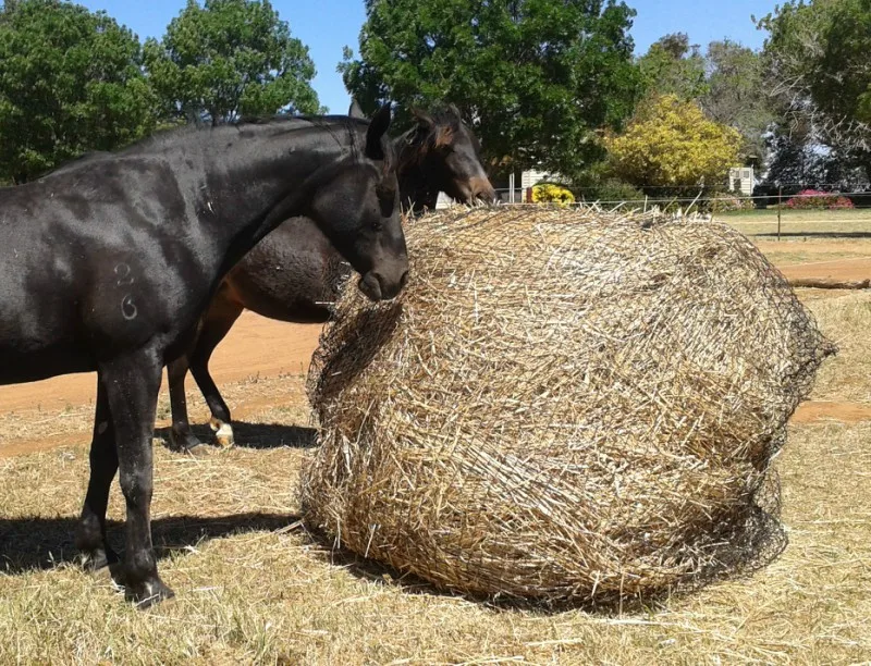 Высококачественная заводская цена, черный бесшовный полиэфирный материал Intop, сетка для медленного кормления, для продажи