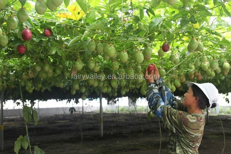 
High germination rate Passionforaedulis seeds Passionfruit seeds fruit tree seeds for planting 