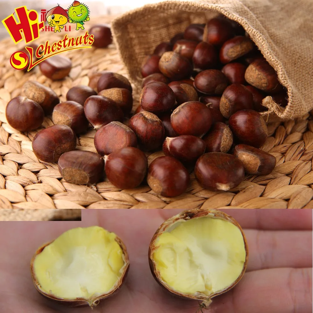 Raw fresh bulk chestnuts for sale