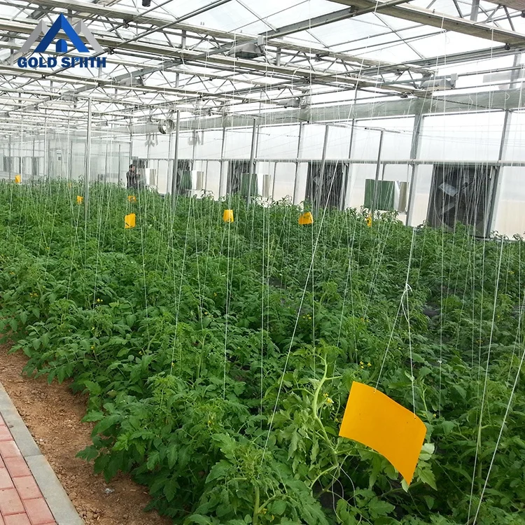 Commercial Vegetable Steel Tube Greenhouse with One Stop Buying Service