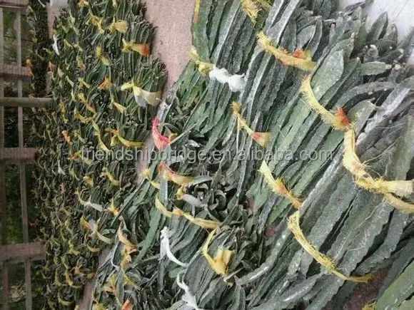 
Dragon Fruit Plant Nurseries for Sale 