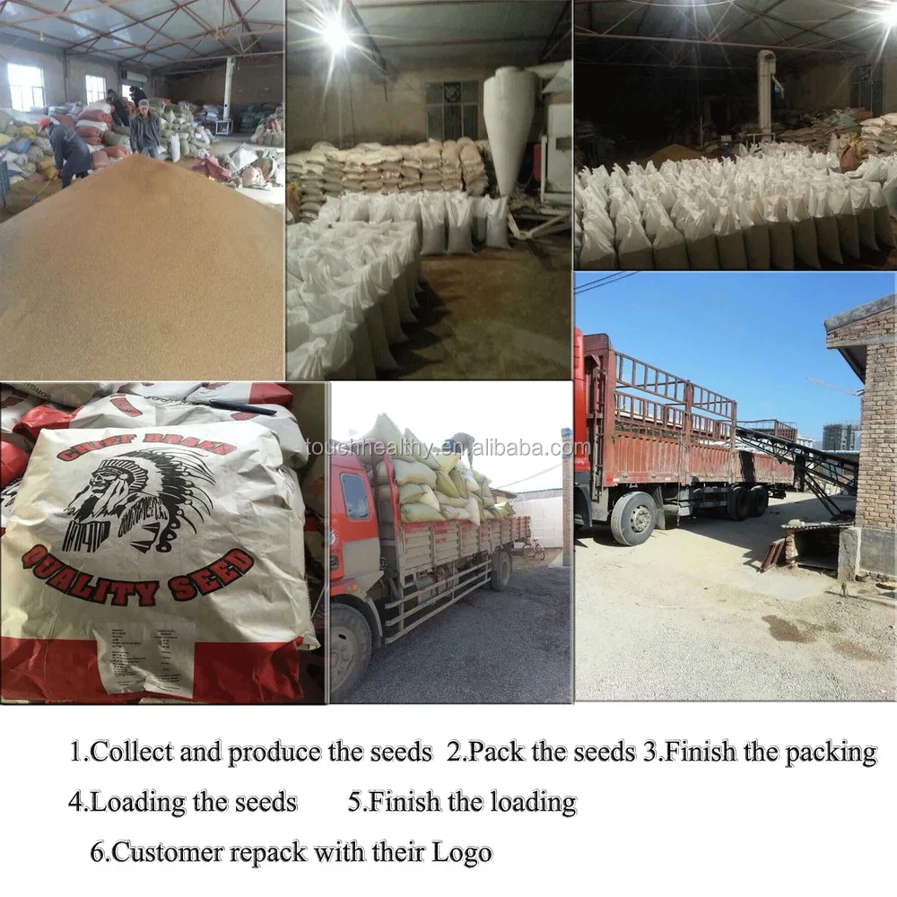 
2021 Red Seeded Hybrid Multicut Sorghum Seeds 