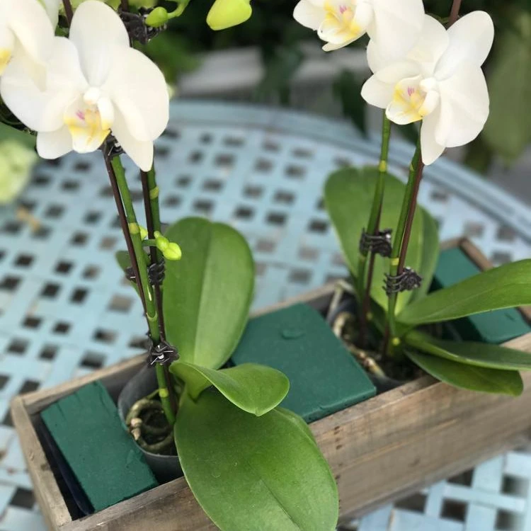 hebei huiya wet foam (fresh floral foam/fresh sponge) for fresh cut flower arrangements