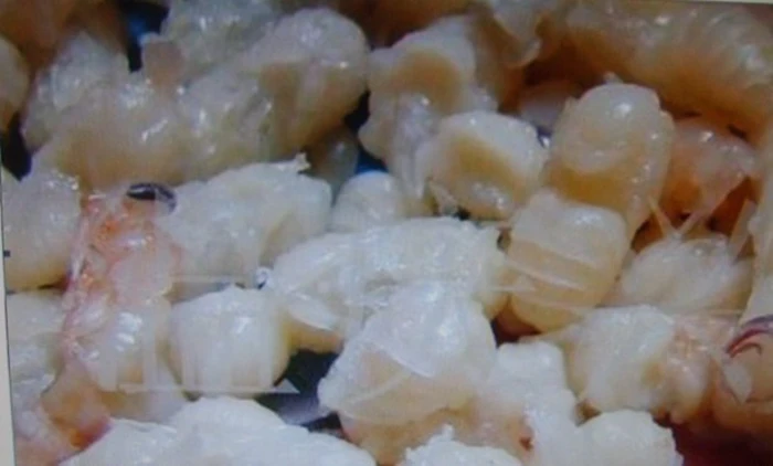 
Wasp Pupa Frozen Food Pet Food 