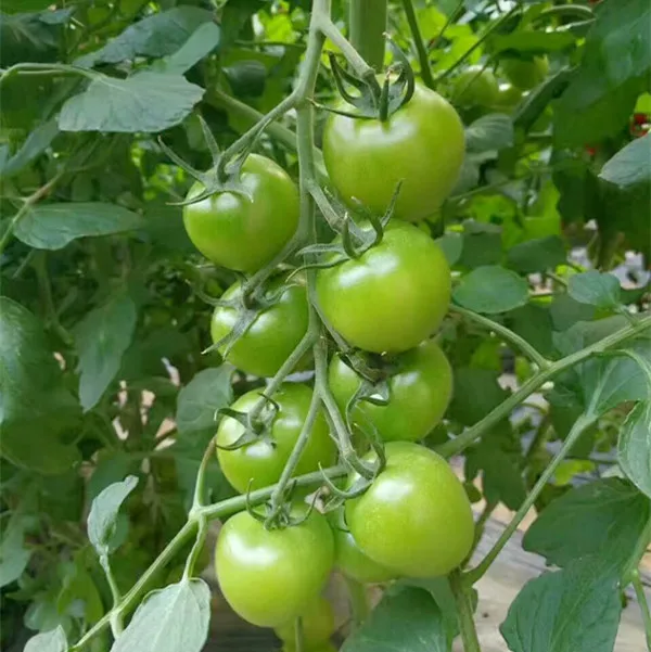 
Green pearl F1 Green cherry small tomato seeds 