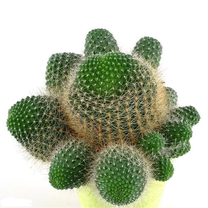 
100% Organic San Pedro Cactus Extract,Cactus Plant Extract Powder 10:1 