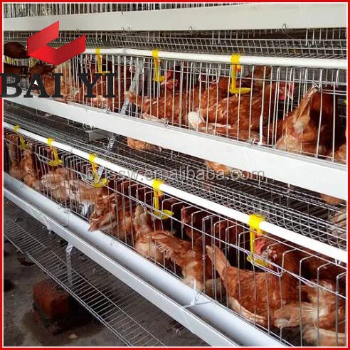 Agricultural Equipment Design Layer Chicken Cages,bird Laying Hens Cheap Chicken Coops, Poultry Chicken Cage for Sal
