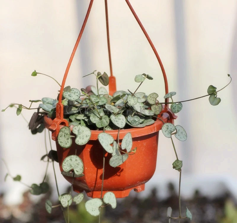 cheap price plastic hanging hook hanging flower pot on wall in room