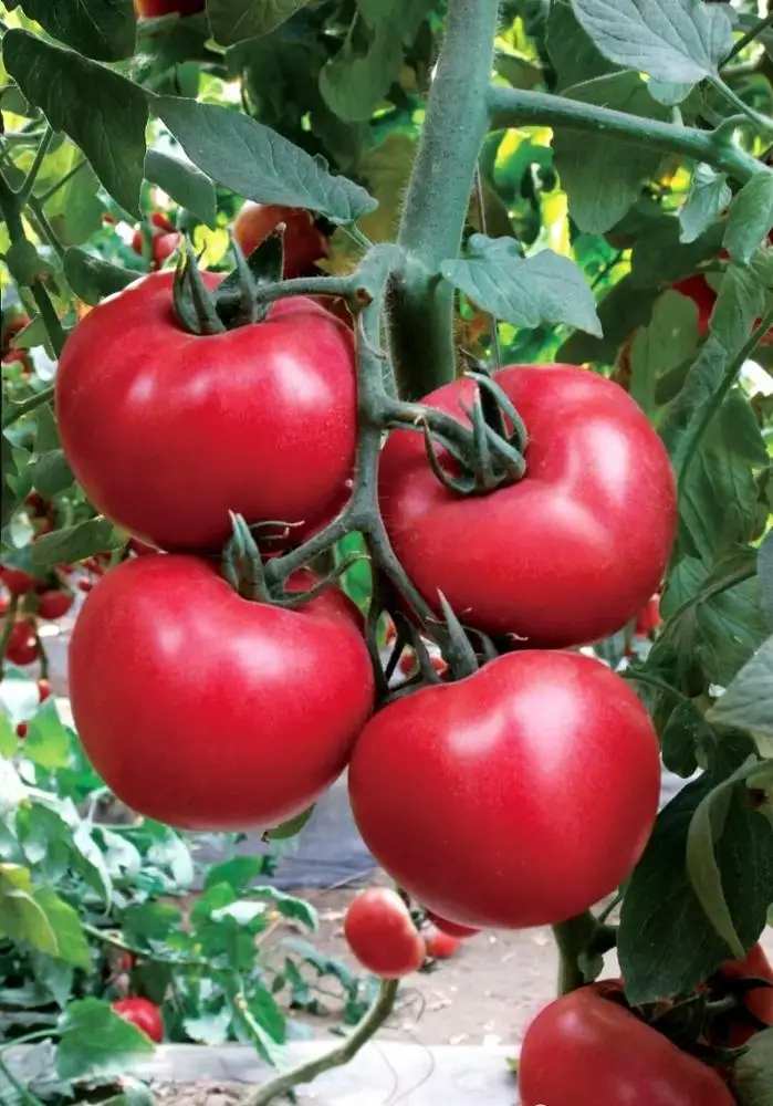 
High efficiency Compound liquid fertilizer for fruit 