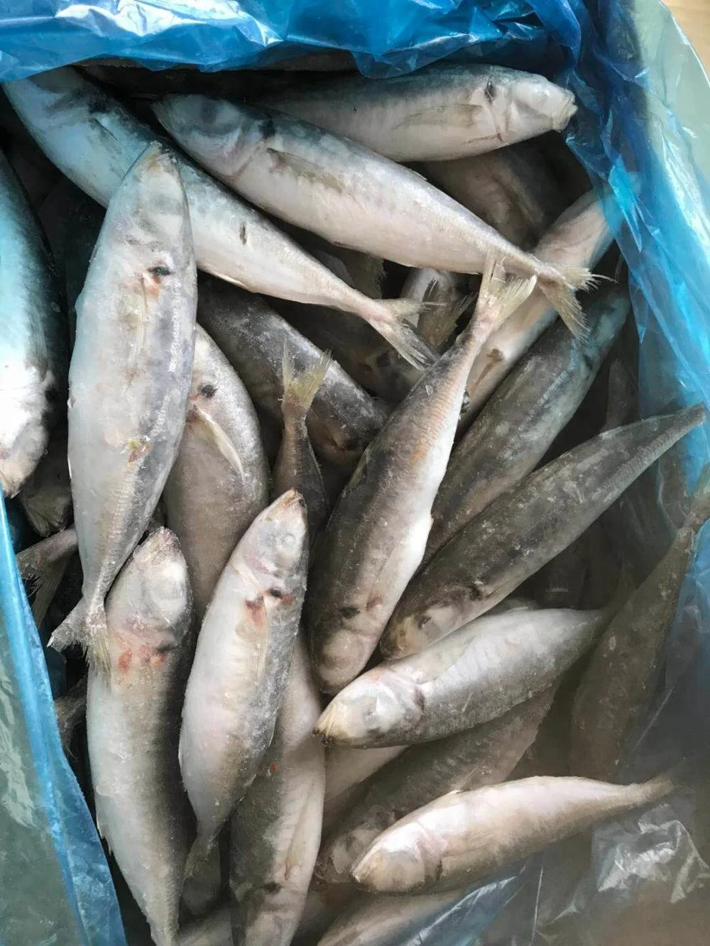 
Frozen Whole Round Scad with IQF 6-8 Jack mackerel 