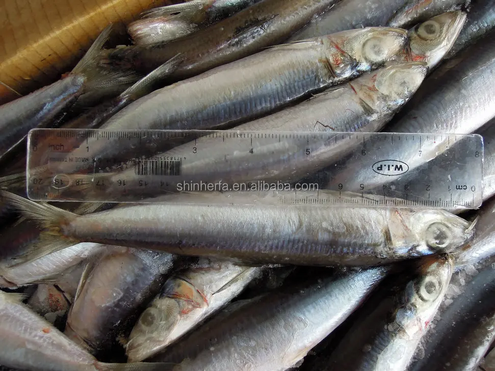 
Taiwan Frozen Sardine 90/100 PCS & 100/120 gram 