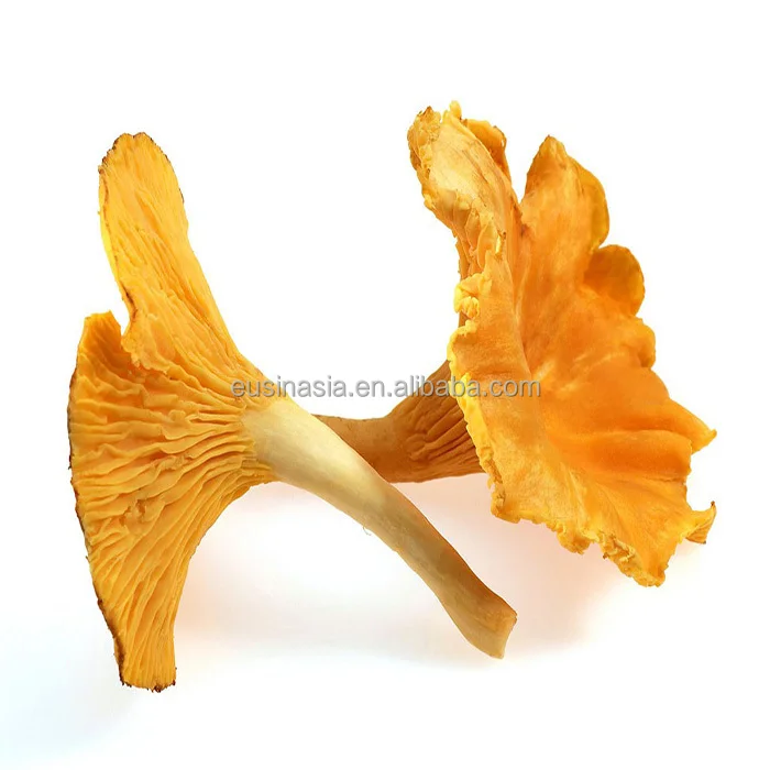 
Wild dried mushroom chanterelle with wholesale prices 