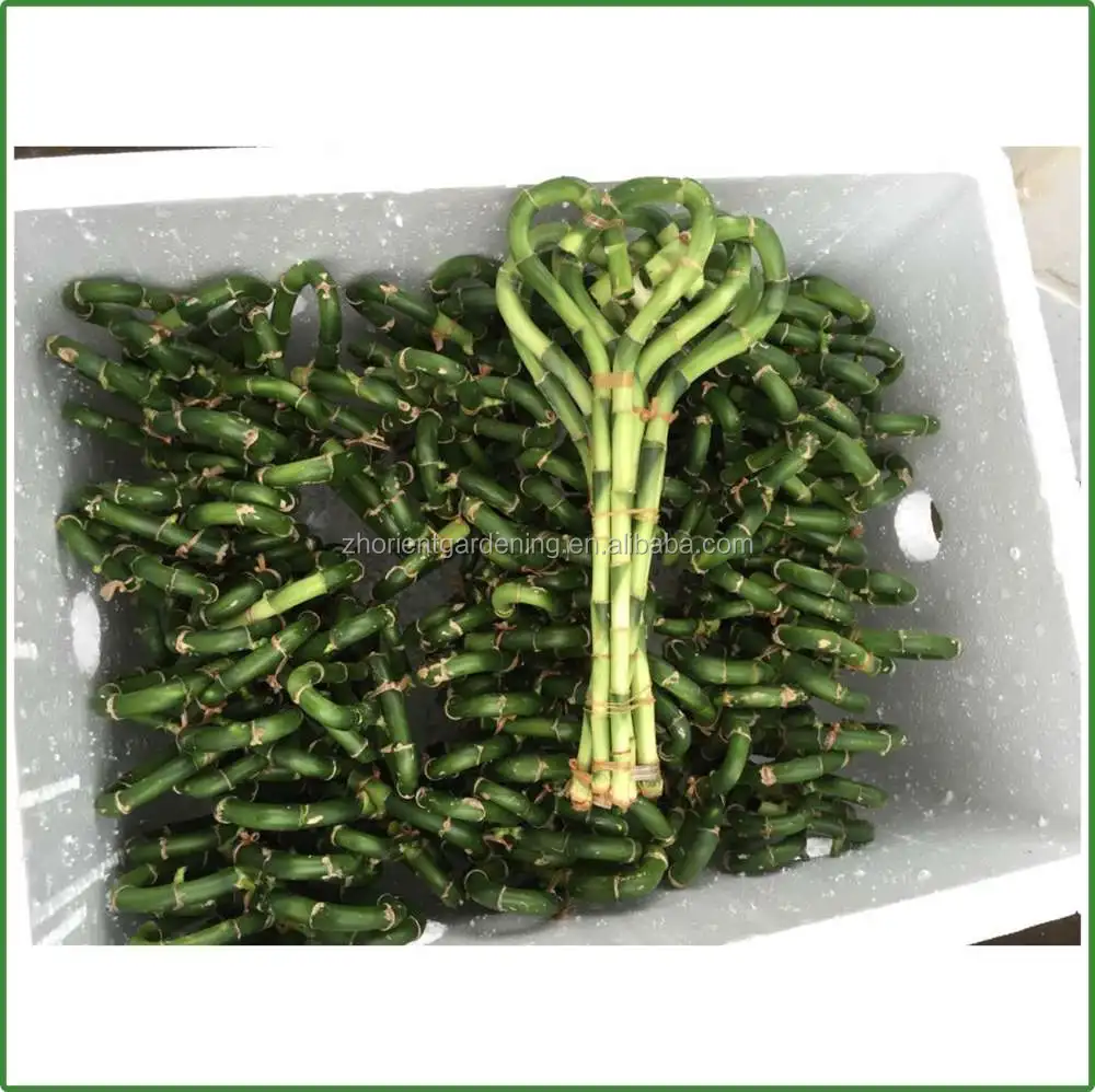 
heart shape lucky bamboo dracaena sanderiana air bonsai tree indoor ornamental aquatic plants nursery garden decoration 