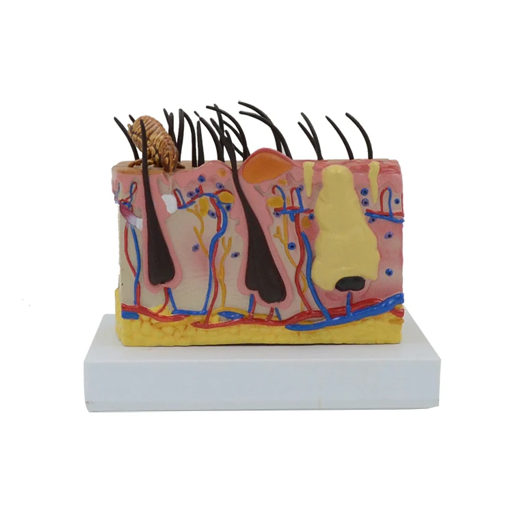 PNT-0887cc Plastic Biological Dog Anatomy (Canine ) Skin Model