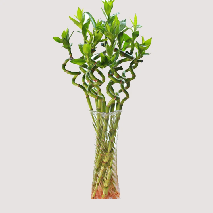 
dracaena sanderiana bonsai artificial spiral lucky bamboo for sale 