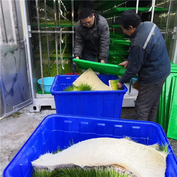 Container vegetable cultivation system hydroponic system three-dimensional vegetable cultivation soilless cultivation system