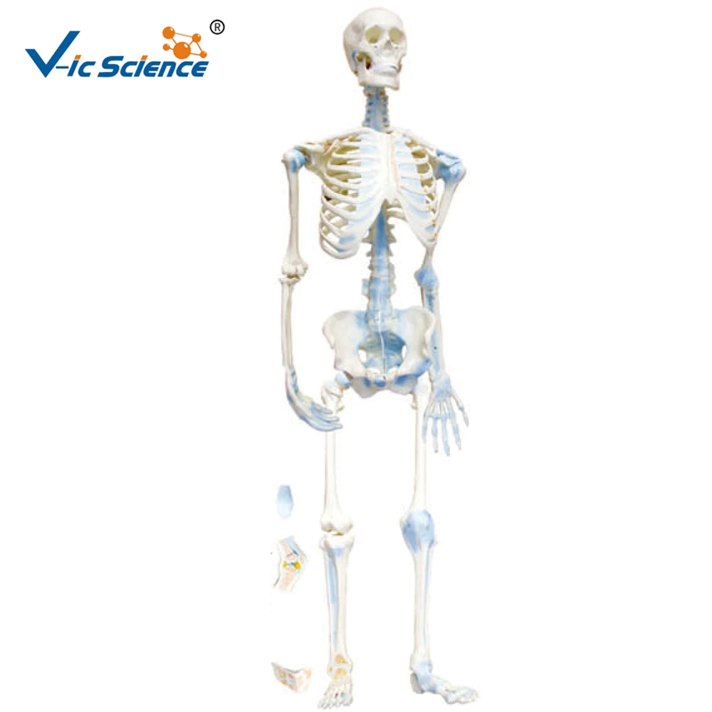 Медицинская медицина, горячая распродажа, профессиональный медицинский пластиковый скелет в натуральный размер
