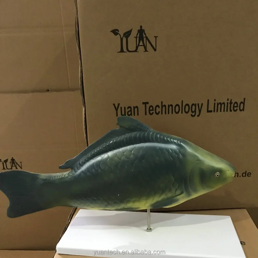 YA/B023 Natural Size Fish Anatomy and Torso Adult Fish Specimen for Anatomical Reference Fish Anatomy Model