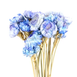 Popular Dried Strawflower Europe Colorful Helichrysum Bracteatum Straw Flower Dried Decorative Flowers & Wreaths Graduation