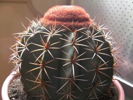 
 Оптовая продажа, мелокактус amoelnus Cactus  