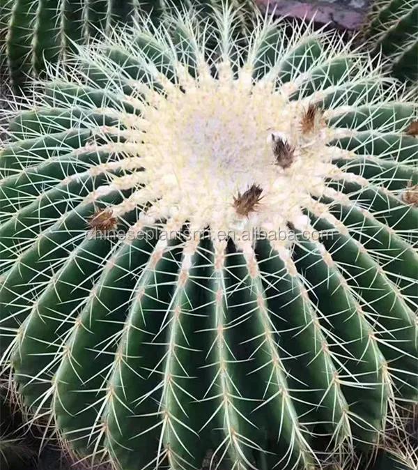 
 Эхинокактус grusonii, неизмельченный кактус, Комнатные растения  