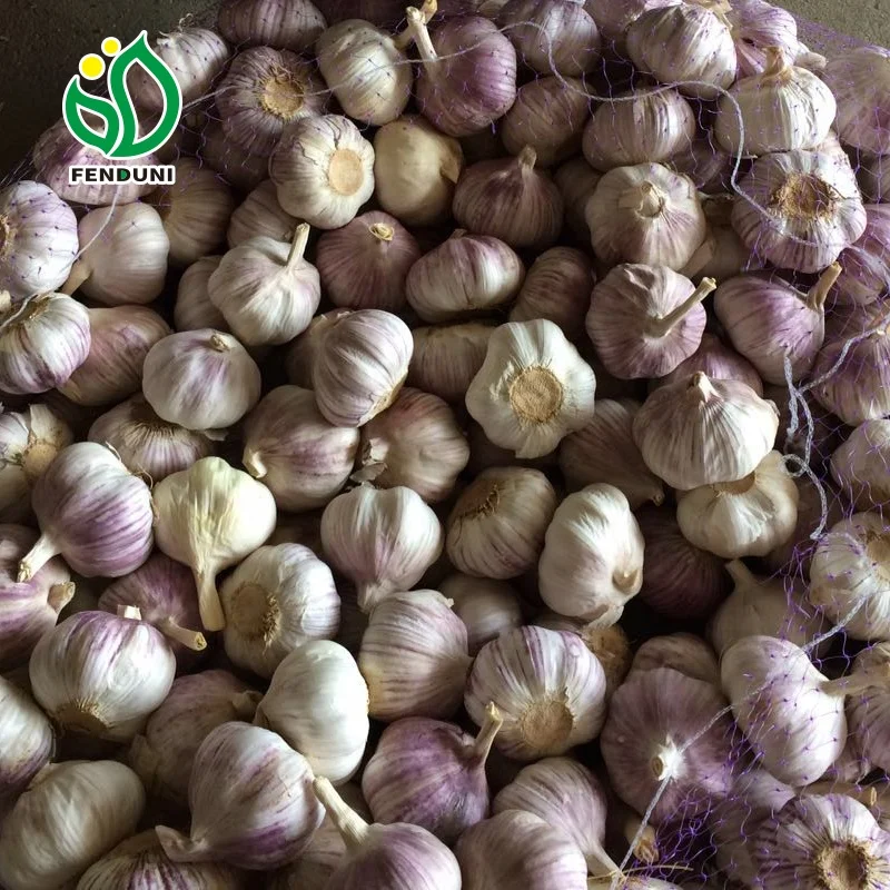 nova safra preco alho fresco branco para exportacao garlic
