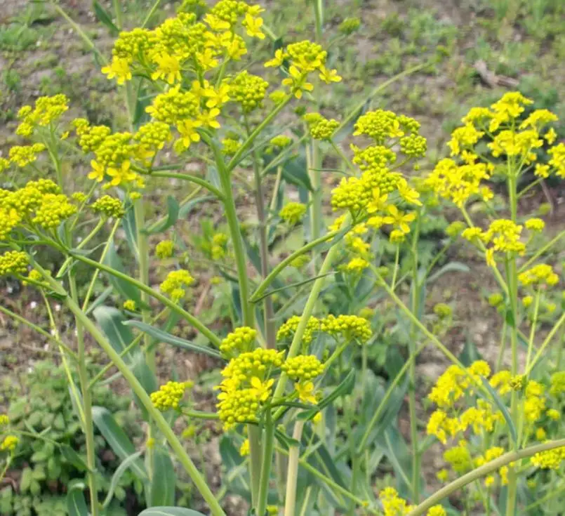 Натуральные Сушеные Семена Isatis indogotica Fort для сельского хозяйства, 1 кг