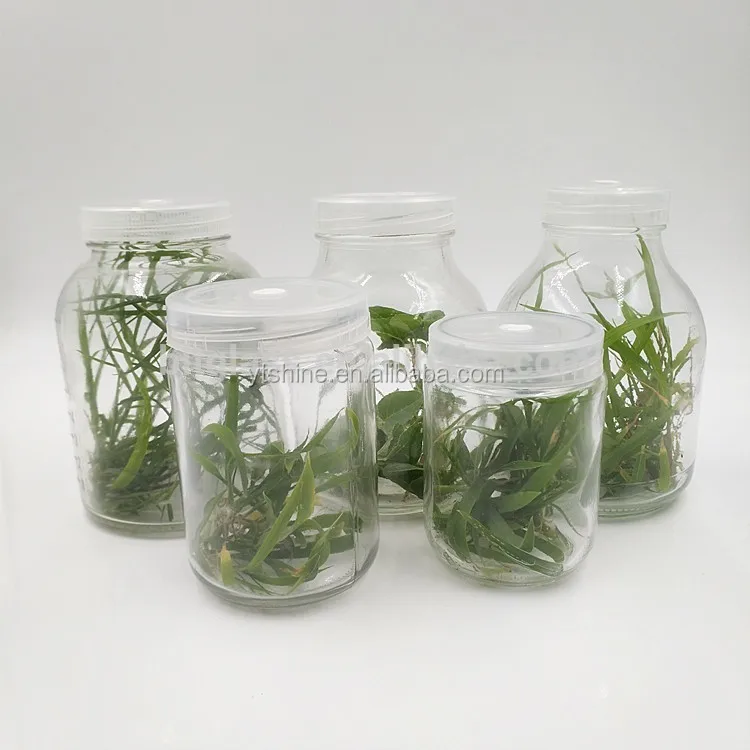 330ml glass plant tissue culture vessel with vented lid