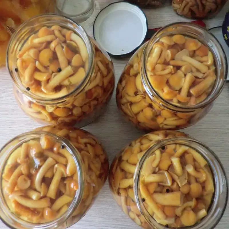 Chinese canned nameko mushroom marinated with lower price