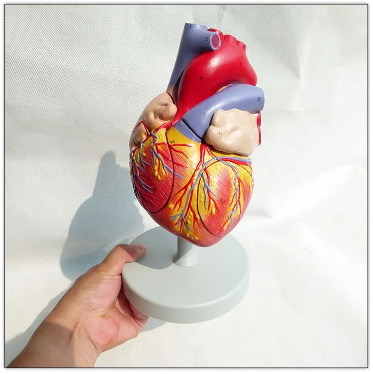 Модель анатомического человеческого сердца Visceral, модель 2 раза в натуральную величину, 3 части, модель образовательного органа сердца