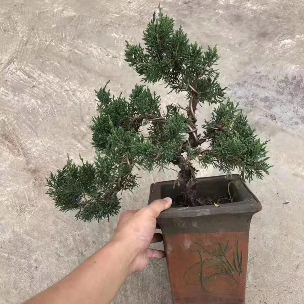 
Японские натуральные декоративные растения бонсай Juniperus chinensis 