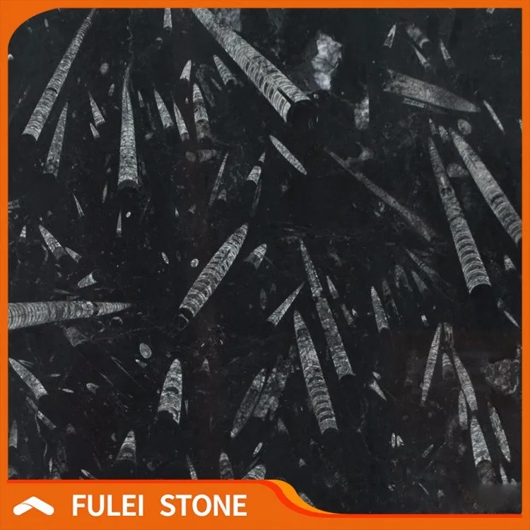 Brown seashell fossil Ocean Jurassic marble in UAE