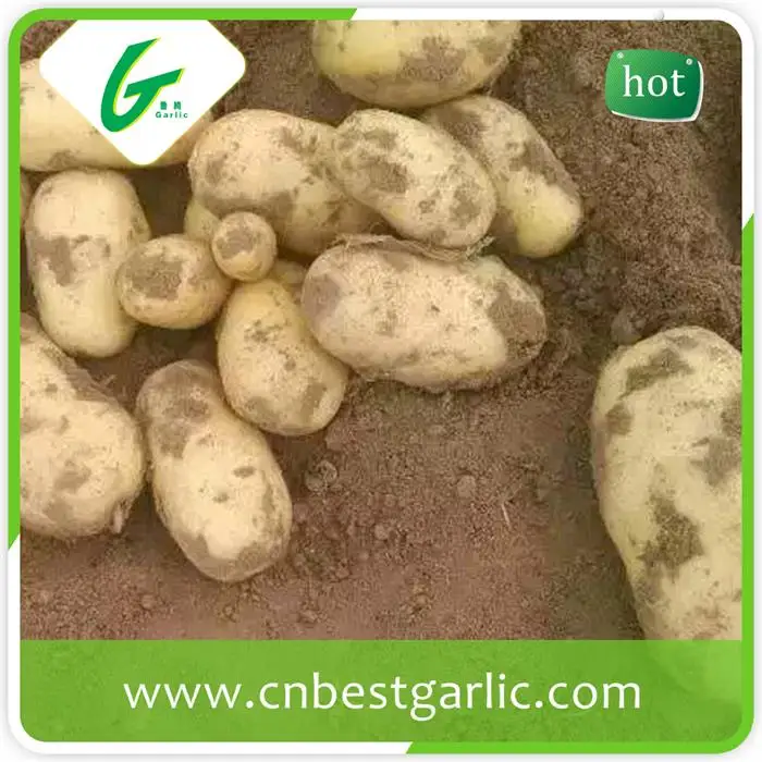 Новый картофельные оптовая цена