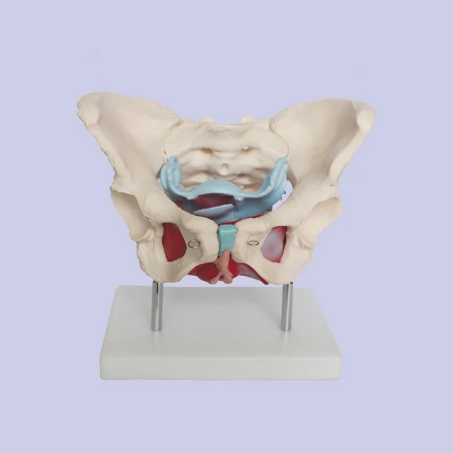 Human plastic simulation bone model and female pelvis model with pelvis floor muscle