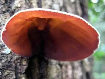 Agrocybe aegerita,yin er;Tremella fuciformis extract mycelium;OEM