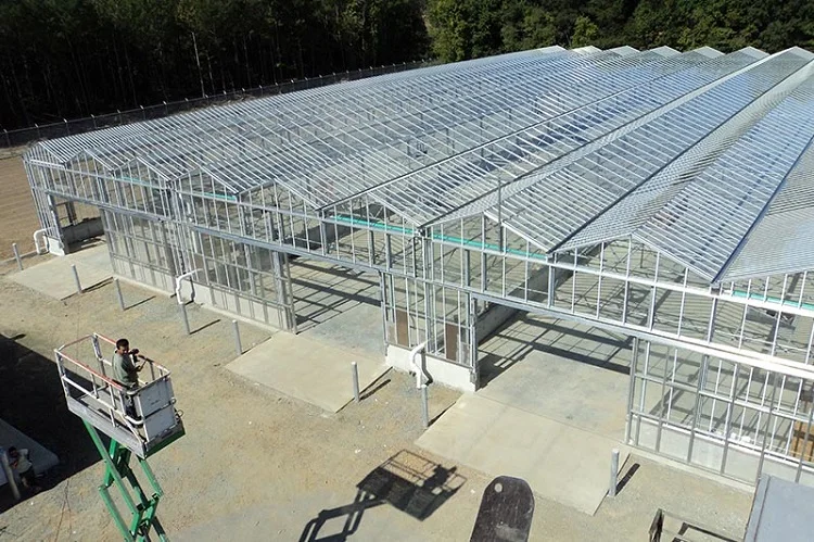 Agricultural Venlo Glass Green house for commerical