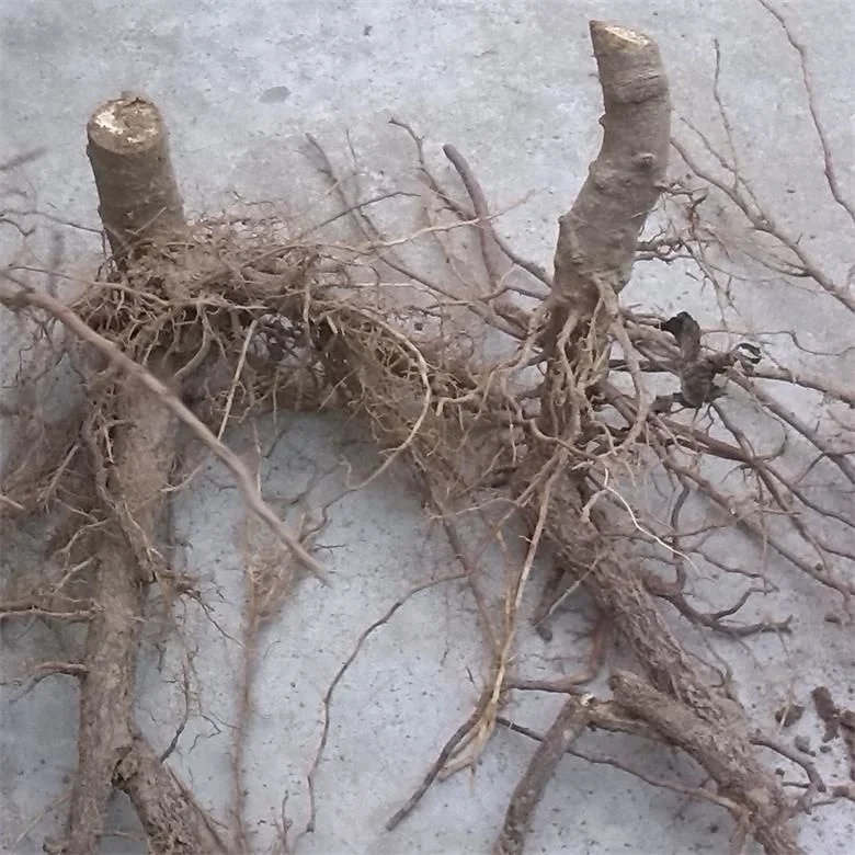 
2018 new fresh cold resistant hybrid 9501 paulownia root for planting 