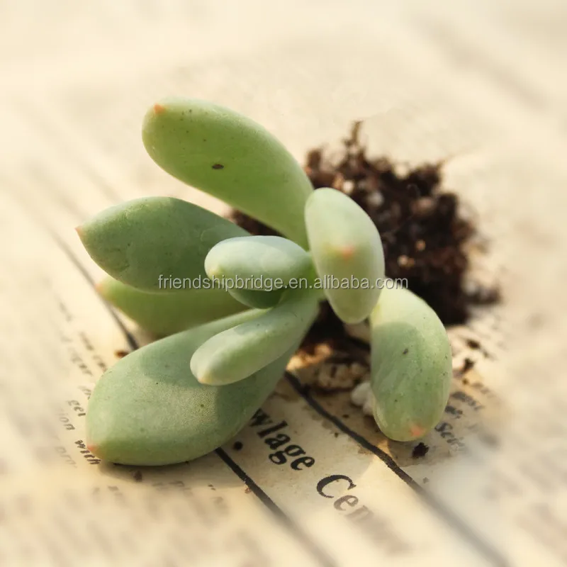 Pachyphytum Dr Cornelius bonsai