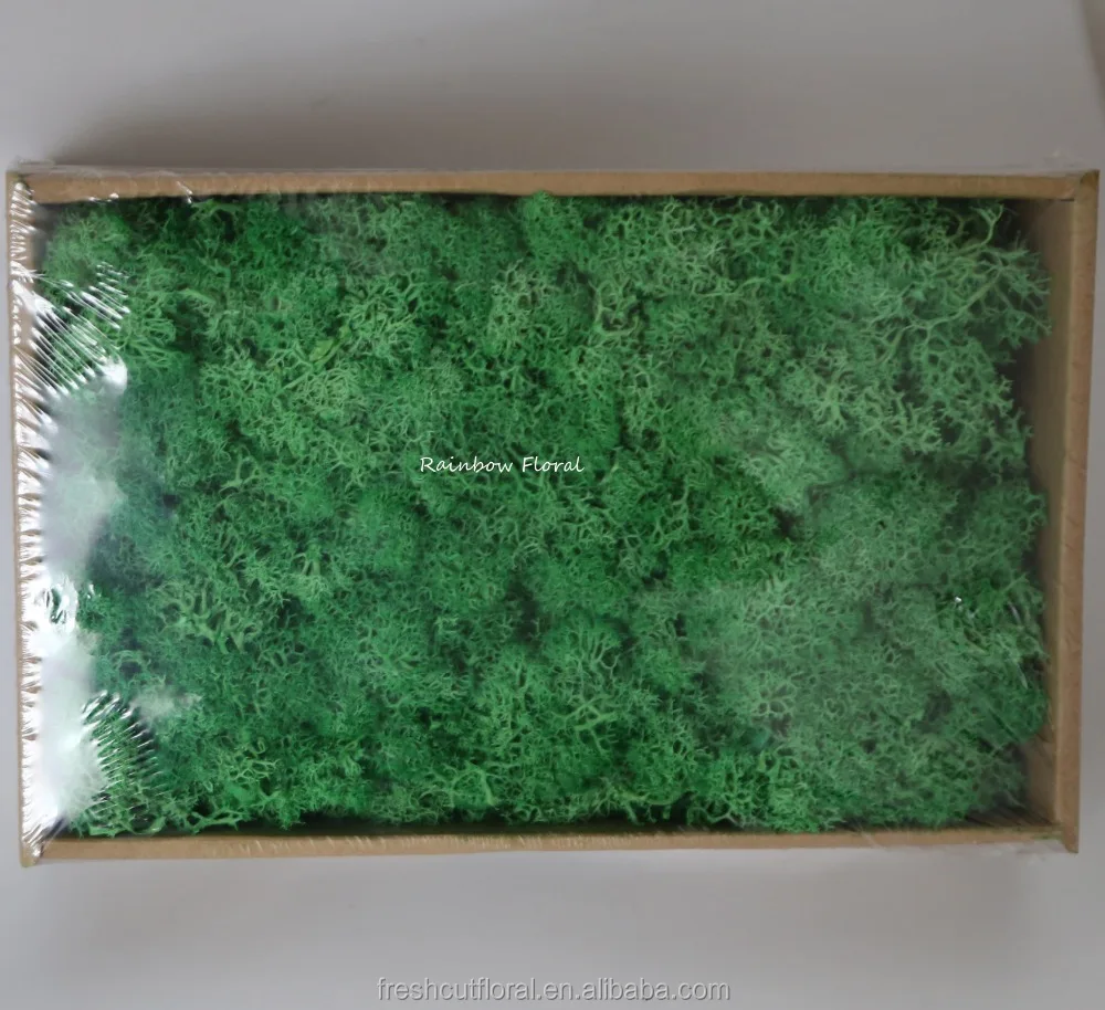 A grade preserved Moss china pure moss wholesale from Kunming