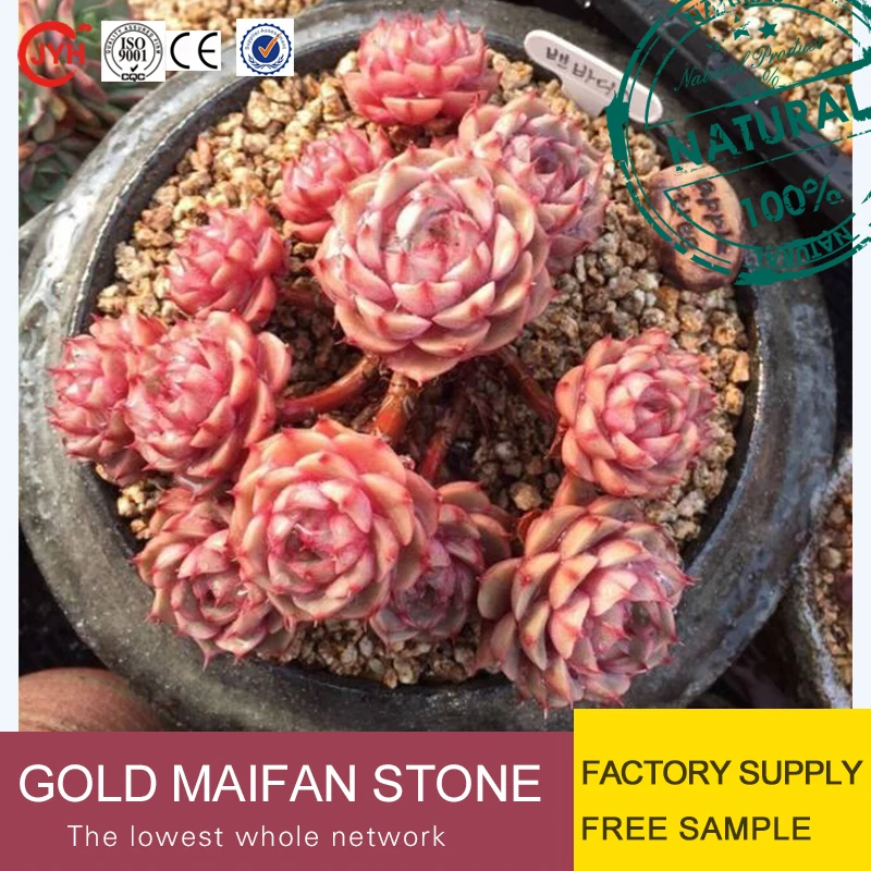 wholesale potting soil red clay ball / gold maifan stone for plant